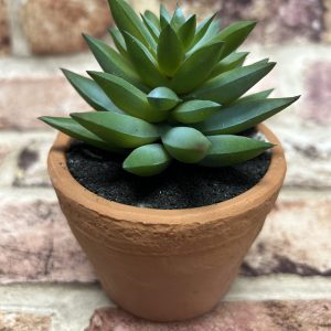Ornamental Succulent In Terracotta Pot Sml.
