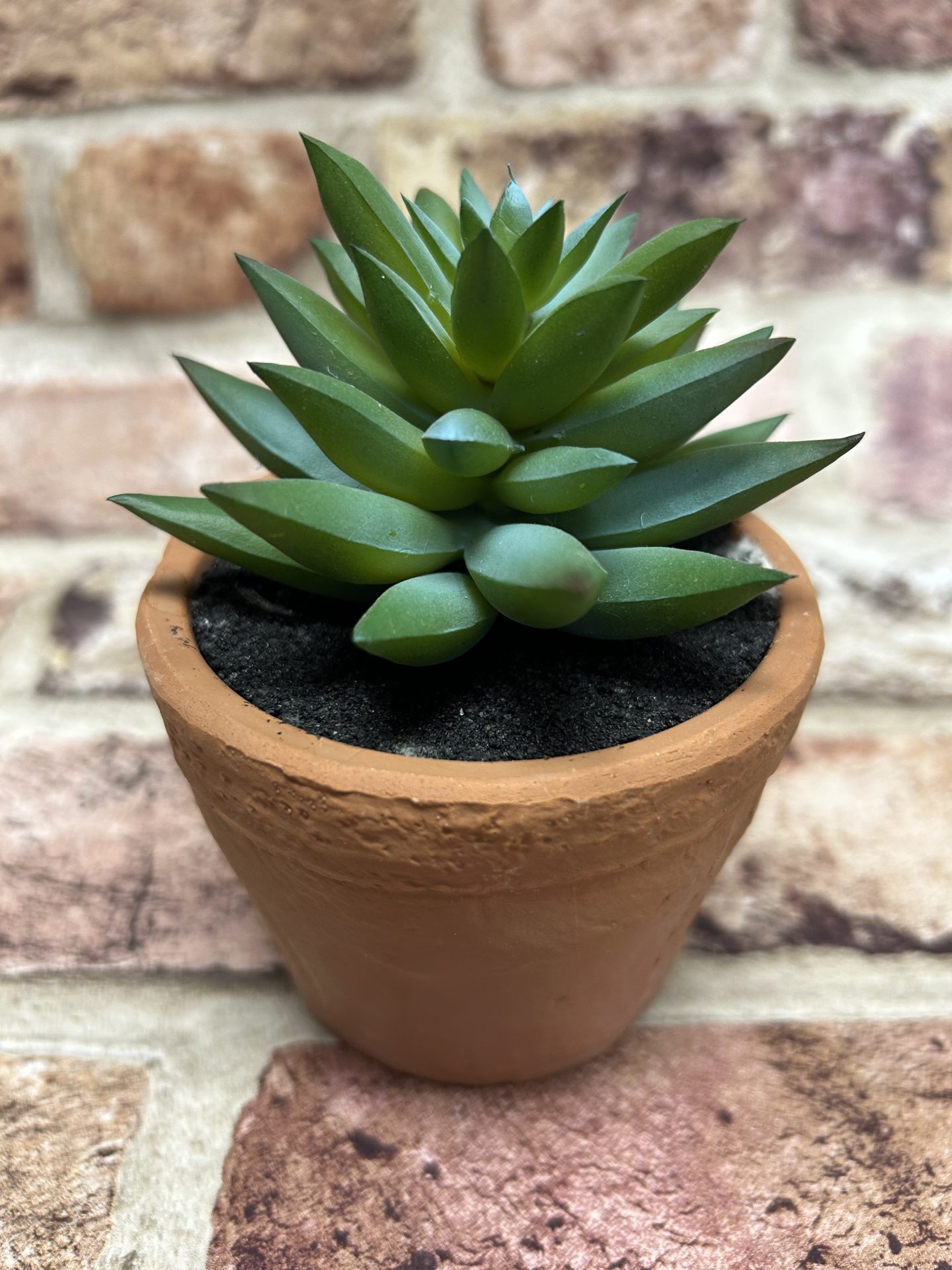 Ornamental Succulent In Terracotta Pot Sml.