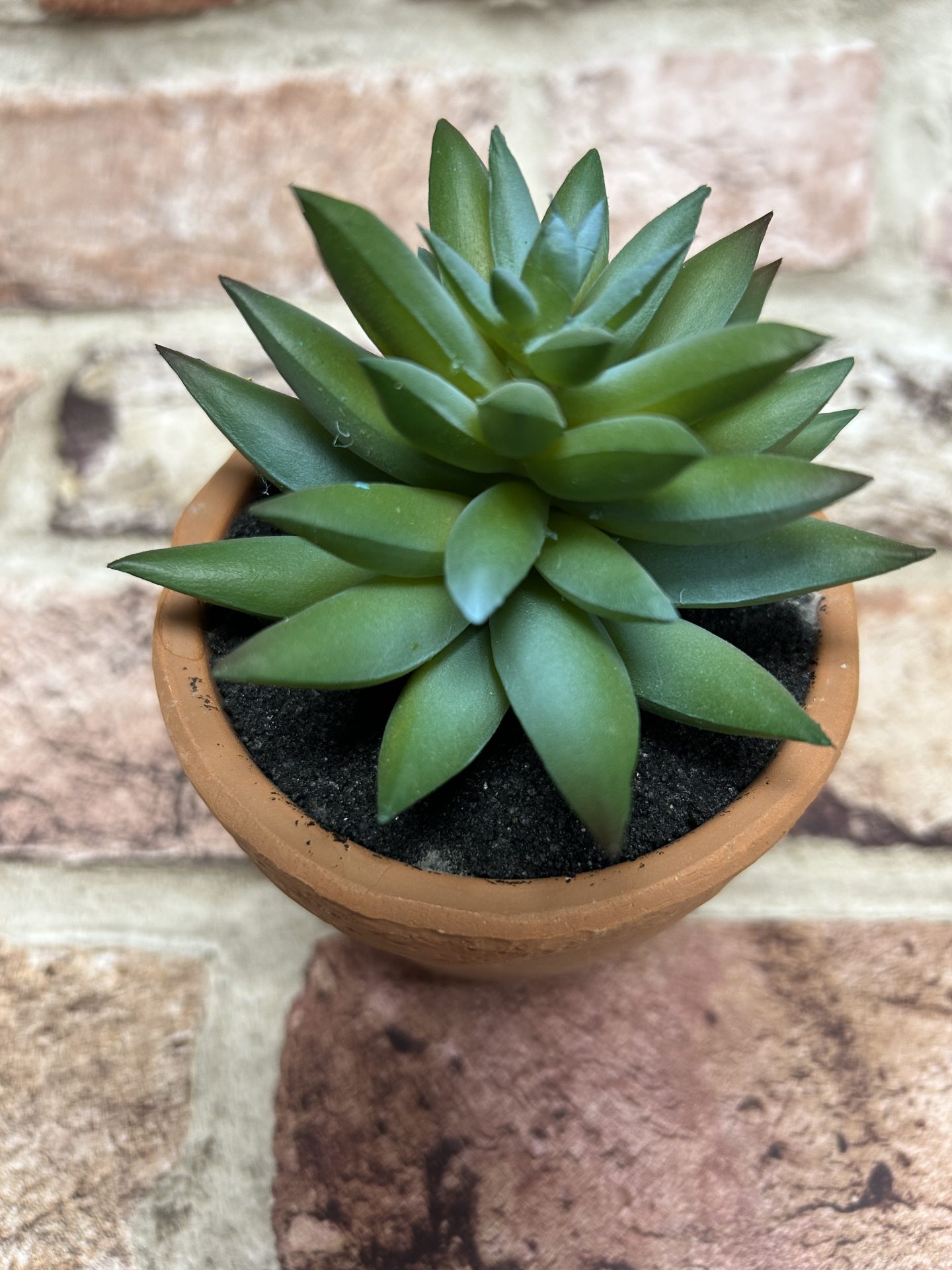 Ornamental Succulent In Terracotta Pot Sml. - Image 2
