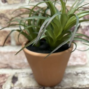 Ornamental Succulent In Terracotta Pot